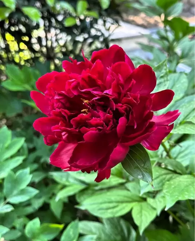 《蜜蜂的针》定档5月17日:袁泉诠释农科院研究员支宁,蜂针意象贯穿全片叙事肌理 情报图 《蜜蜂的针》定档5月17日:袁泉诠释农科院研究员支宁,蜂针意象贯穿全片叙事肌理 情报图
